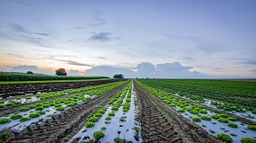 Farm Lands